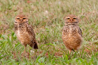 Burrowing Owl - Holenuil - Chevche des terriers