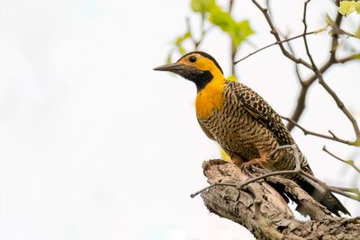 Campo Flicker - Campogrondspecht - Pic champtre