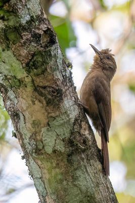 Plain-winged Woodcreeper - Lijstermuisspecht - Grimpar grive