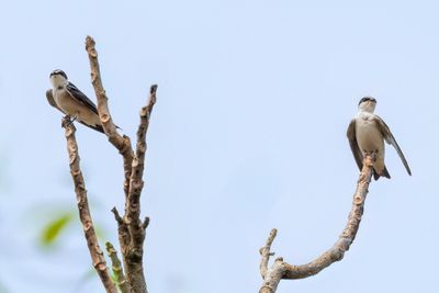 White-rumped Swallow - Witstuitzwaluw - Hirondelle  diadme