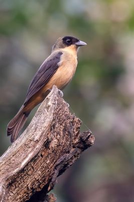Black-goggled Tanager - Zwartbriltangare - Tangara  front noir (m)
