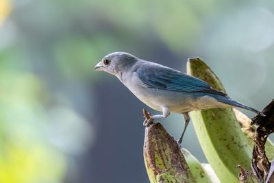 Sayaca Tanager - Sayacatangare - Tangara sayaca