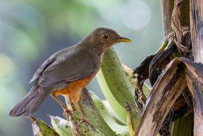 Rufous-bellied Thrush - Roodbuiklijster - Merle  ventre roux
