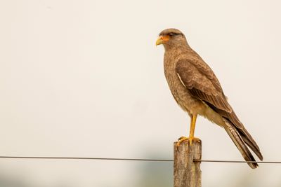 Chimango Caracara - Chimango - Caracara chimango