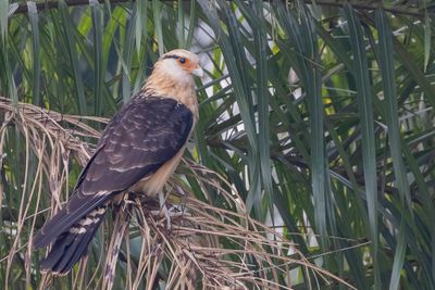 Yellow-headed Caracara - Geelkopcaracara - Caracara  tte jaune