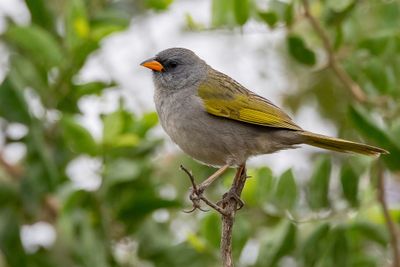 Pampa Finch - Pampagors - Embernagre  cinq couleurs