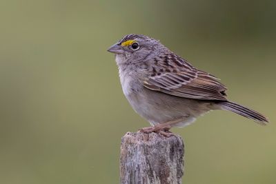 Grassland Sparrow - Graslandgors - Bruant des savanes