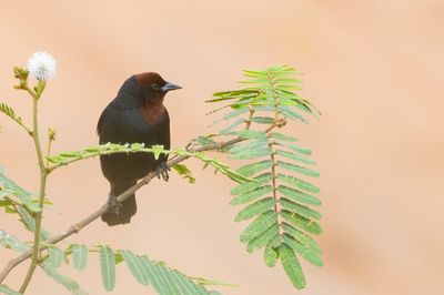 Chestnut-capped Blackbird - Bruinkaptroepiaal - Carouge  calotte rousse (m)