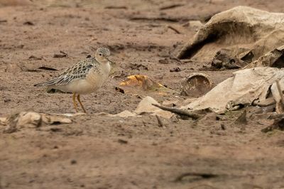 Buff-breasted Sandpiper - Blonde Ruiter - Bcasseau rousset