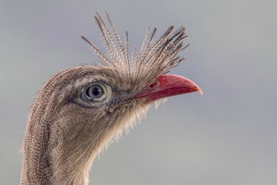 Red-legged Seriema