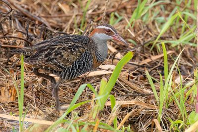 Birds around Brisbane 2024