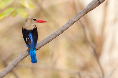 Grey-headed Kingfisher - Grijskopijsvogel - Martin-chasseur  tte grise