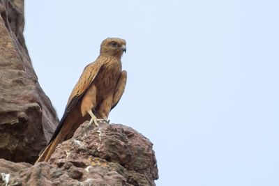 Fox Kestrel - Vosvalk - Crcerelle renard
