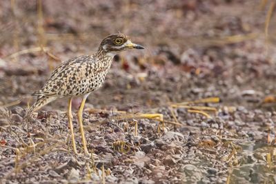 Spotted Thick-knee - Kaapse Griel - OEdicnme tachard
