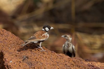 Chestnut-backed Sparrow-lark - Bruinrugvinkleeuwerik - Moinelette  oreillons blancs