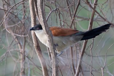Senegal Coucal - Senegalese Spoorkoekoek - Coucal du Sngal