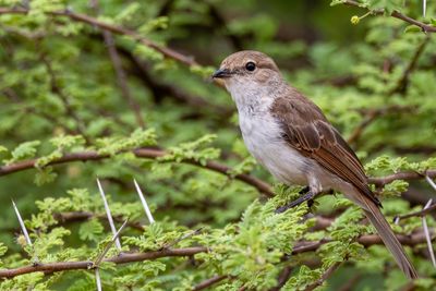 Marico Flycatcher - Maricovliegenvanger - Gobemouche du Marico