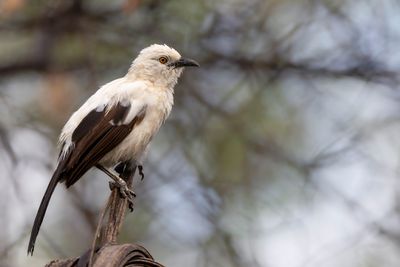 Southern Pied Babbler - Eksterbabbelaar - Cratérope bicolore