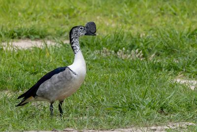 Knob-billed Duck - Knobbeleend - Canard à bosse (m)