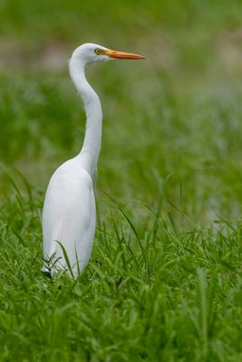Yellow-billed Egret - Geelbekzilverreiger - Héron à bec jaune