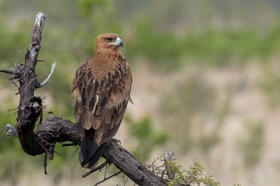 Tawny Eagle - Savannearend - Aigle ravisseur
