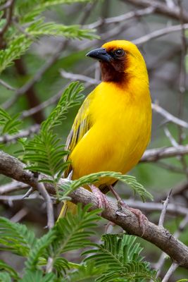 Southern Brown-throated Weaver - Bruinkeelwever - Tisserin à gorge brune (m)