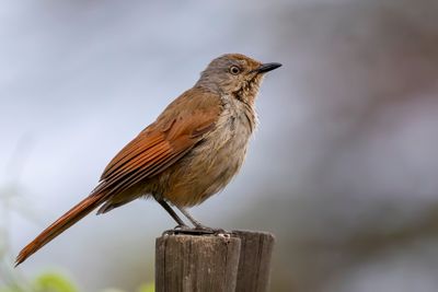 Collared Palm Thrush - Zambesipalmlijster - Cichladuse à collier