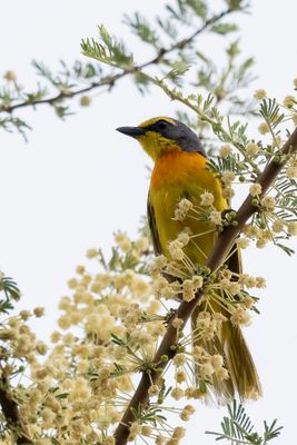 Orange-breasted Bushshrike - Oranje Bosklauwier - Gladiateur soufré
