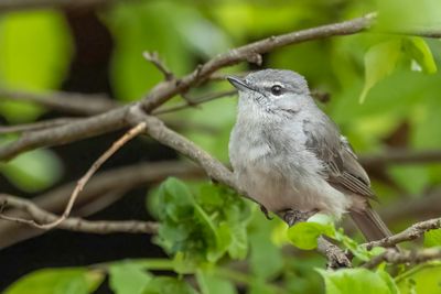 Ashy Flycatcher - Blauwgrijze Vliegenvanger - Gobemouche à lunettes