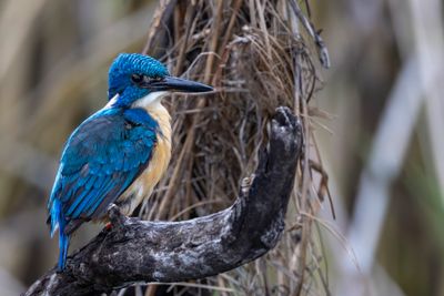 Half-collared Kingfisher - Kobaltijsvogel - Martin-pêcheur à demi-collier