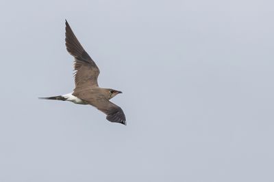 Collared Pratincole - Vorkstaartplevier - Glaréole à collier