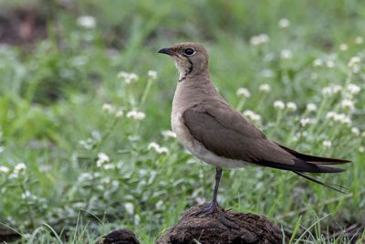 Collared Pratincole - Vorkstaartplevier - Glaréole à collier