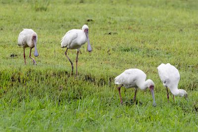 African Spoonbill - Afrikaanse Lepelaar - Spatule d'Afrique