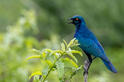 Greater Blue-eared Starling - Groenstaartglansspreeuw - Choucador à oreillons bleu