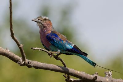 Lilac-breasted Roller - Vorkstaartscharrelaar - Rollier à longs brins