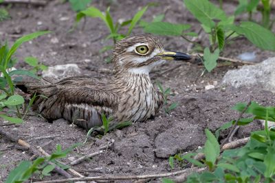 Water Thick-knee - Watergriel - OEdicnème vermiculé