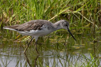 Common Greenshank - Groenpootruiter - Chevalier aboyeur