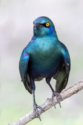 Greater Blue-eared Starling - Groenstaartglansspreeuw - Choucador à oreillons bleus
