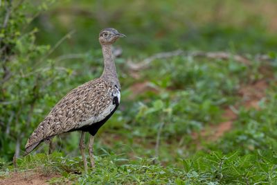 Red-crested Korhaan - Zuid-Afrikaanse Kuiftrap - Outarde houppette (m)