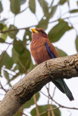 Broad-billed Roller - Breedbekscharrelaar - Rolle violet