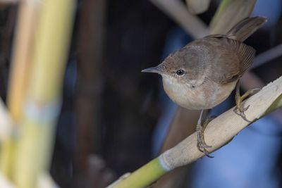 Common Reed Warbler - Kleine Karekiet - Rousserolle effarvatte