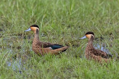 Blue-billed Teal - Gouden Taling - Sarcelle hottentote