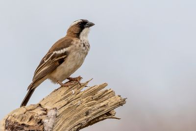 White-browed Sparrow-Weaver - Mahaliwever - Mahali à sourcils blancs
