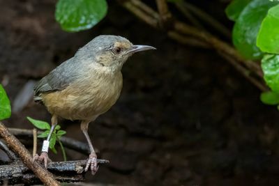 Long-billed Crombec - Kaapse Krombek - Crombec à long bec