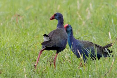 Purple Swamphen - Purperkoet - Talève sultane