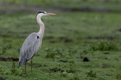 Grey Heron -Blauwe Reiger - Héron cendré