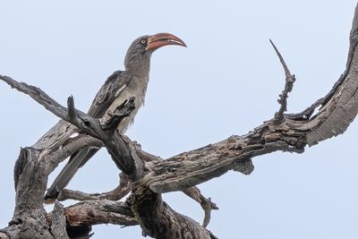 Bradfield's Hornbill - Bradfields Tok - Calao de Bradfield