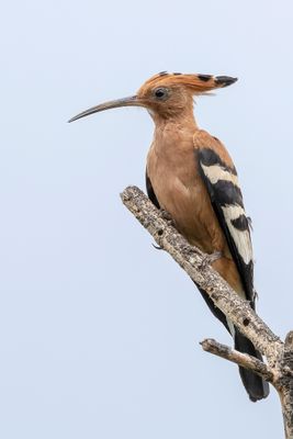 Eurasian Hoopoe - Hop - Huppe fasciée