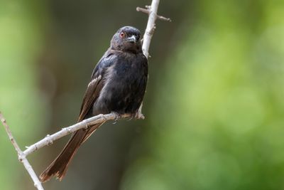 Fork-tailed Drongo - Treurdrongo - Drongo brillant