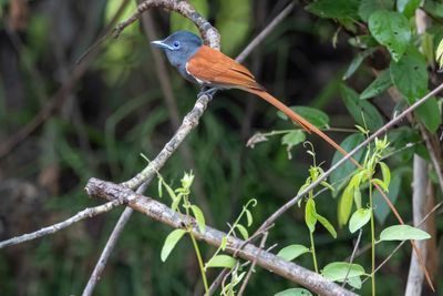 African Paradise Flycatcher - Afrikaanse Paradijsmonarch - Tchitrec d'Afrique (m)